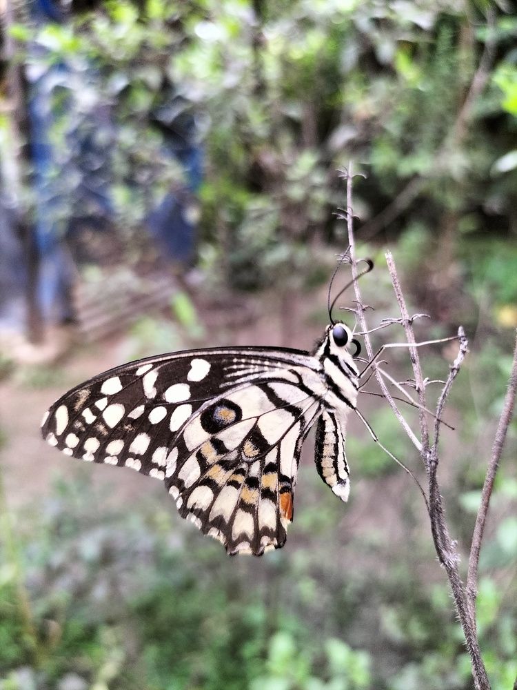 Photograph by Jiban Mazumdar