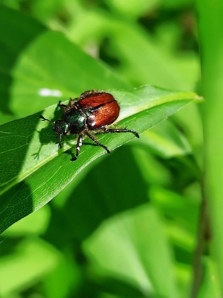 Летний жук.