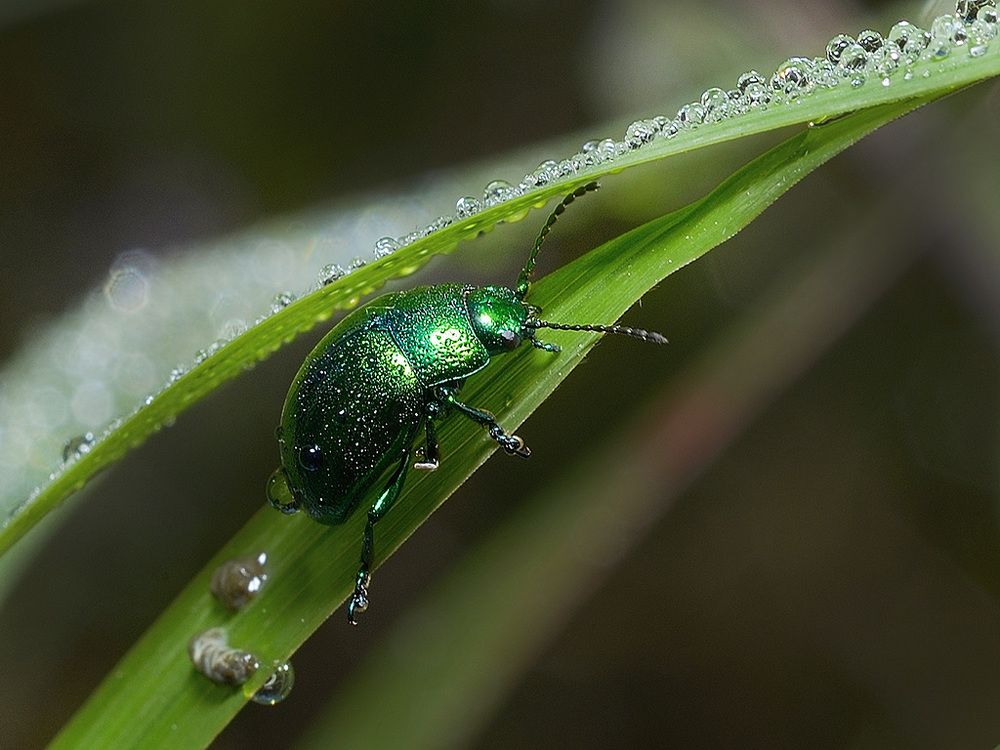 Greeninsect