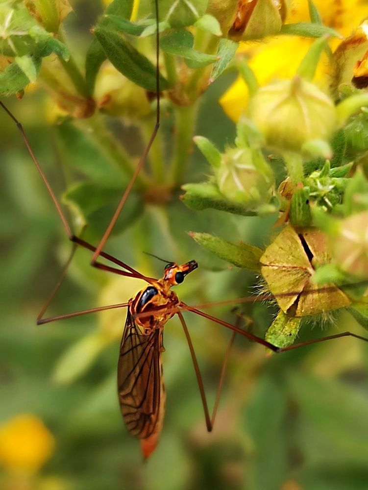 Глазастенький..