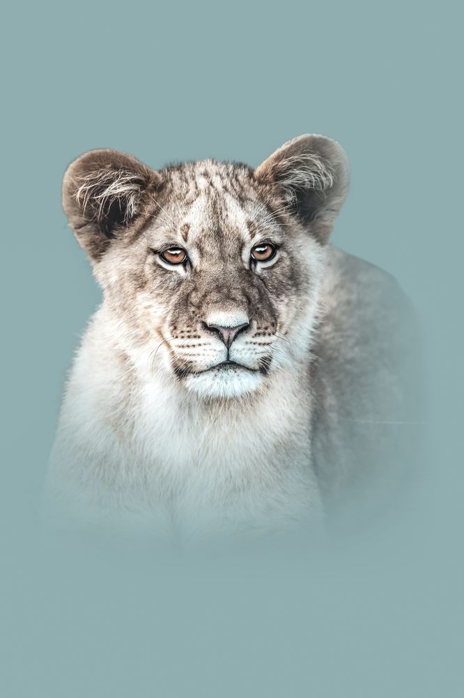 The Little Mfazi Cub