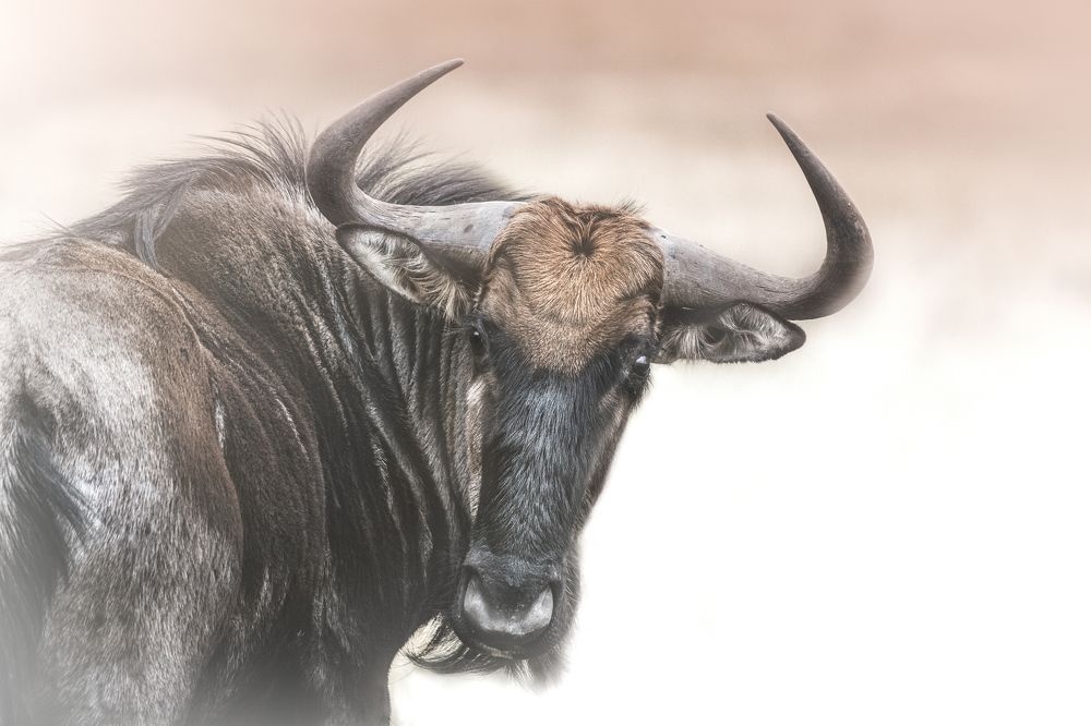 Фотография автора Melanie Delamare