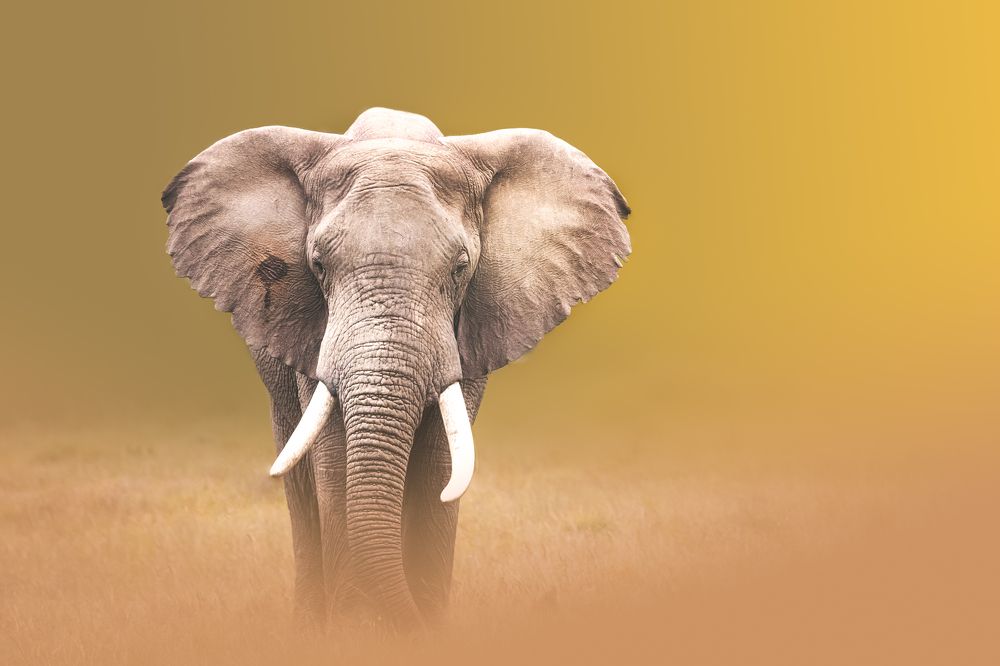 The Majestic Elephant