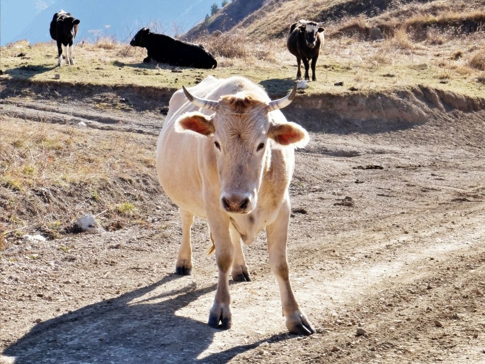 Горная красотка