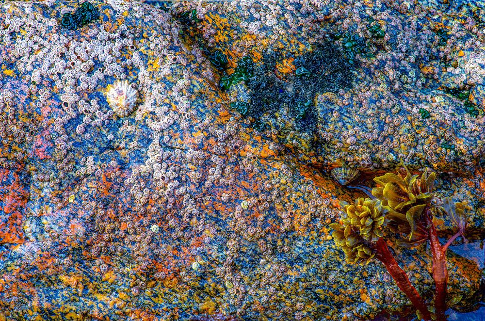 Granit, algas and marine plants