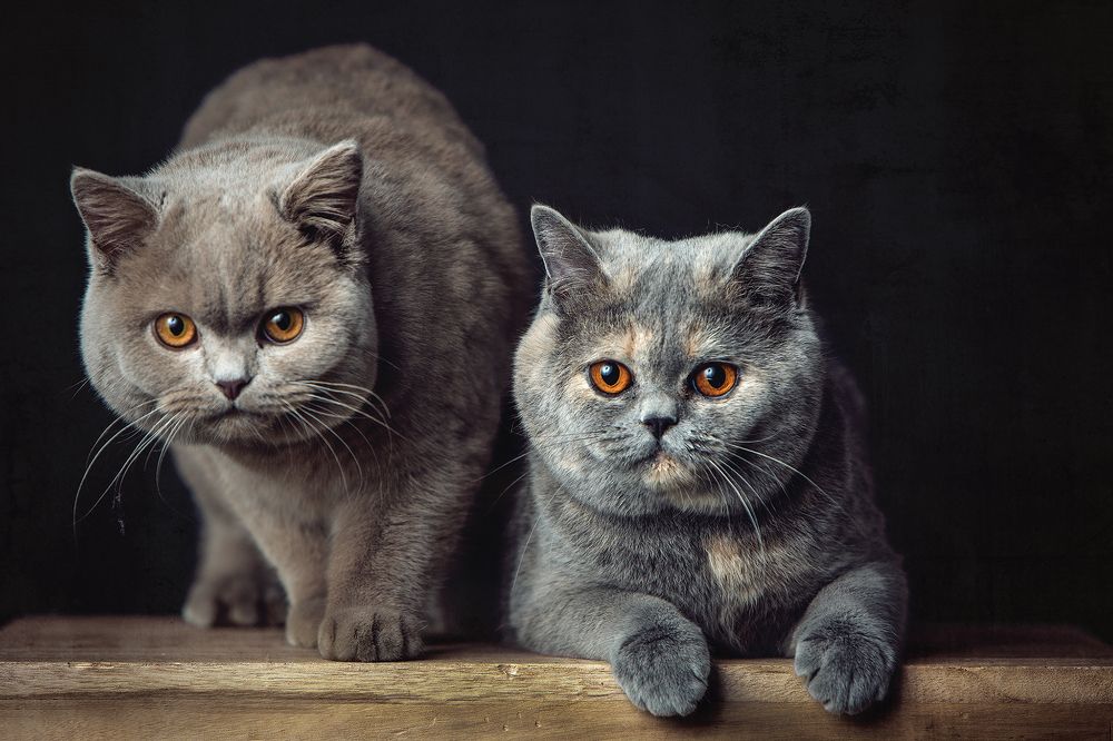 British Shorthair Project