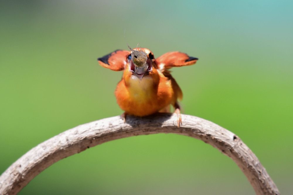 Photograph by Hasby Roy