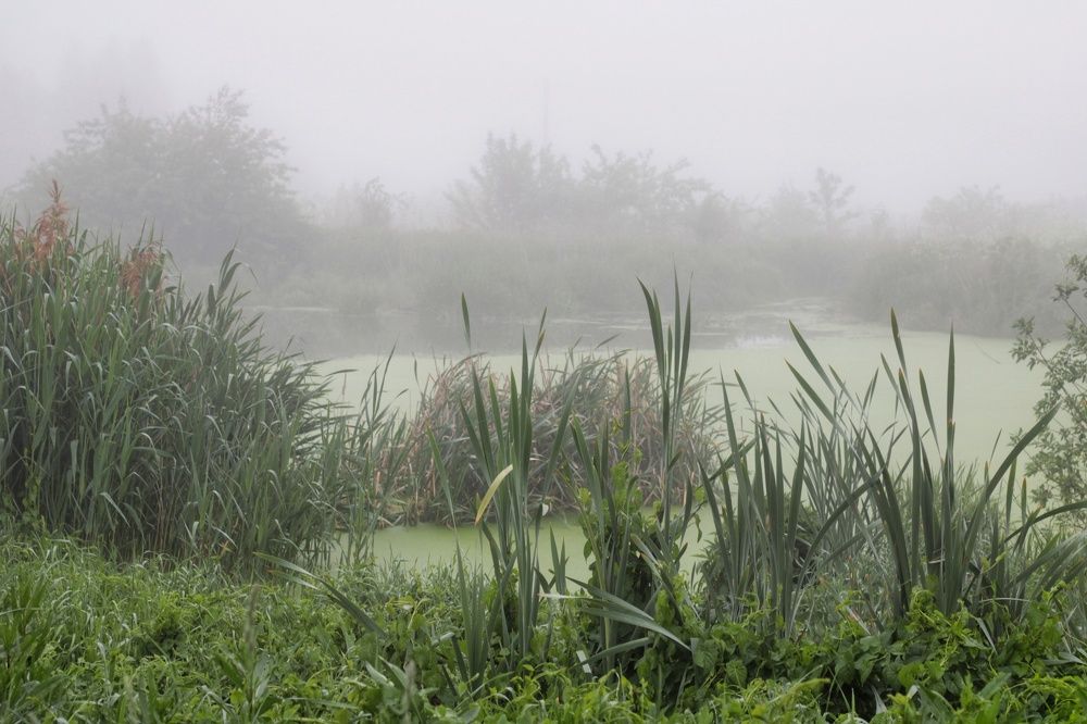 Утром на берегу