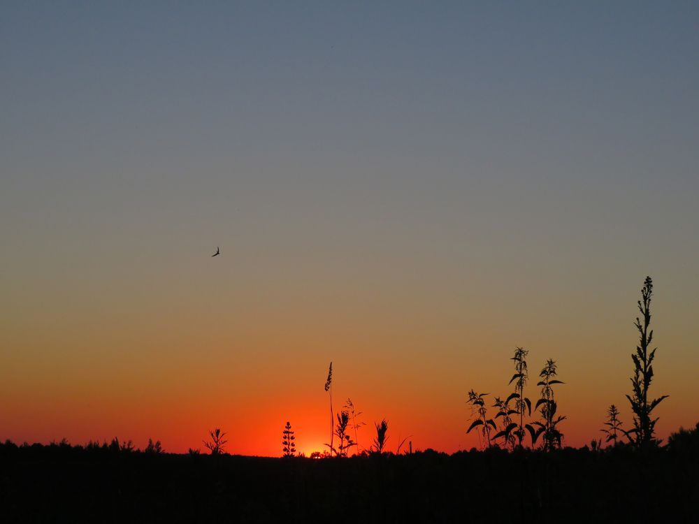 Silhouettes of herbs and birds on the background of sunset in Belarus