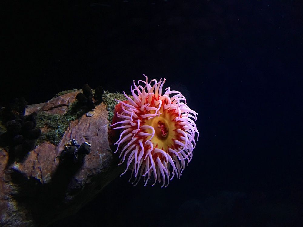 Photograph by Caius Timar