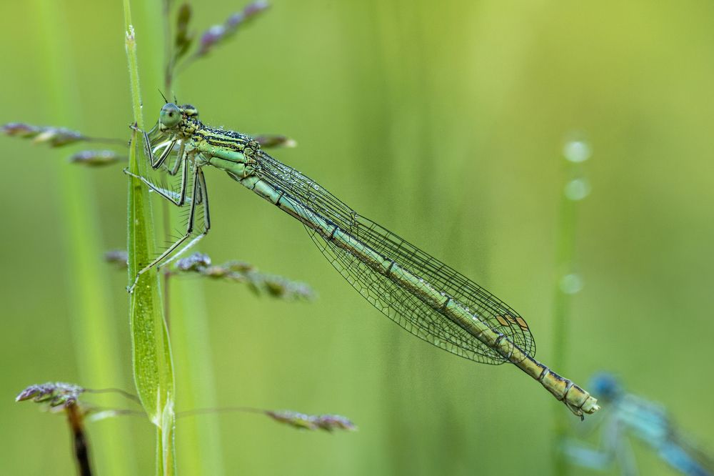 Photograph by Beno Medic