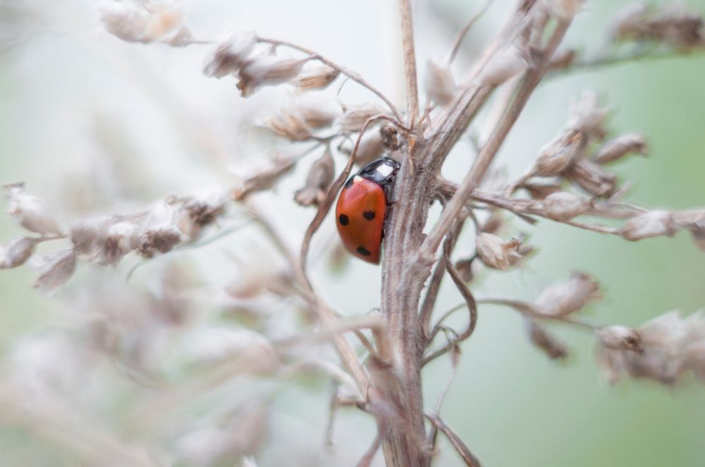 Photograph by Светлана Болотнова