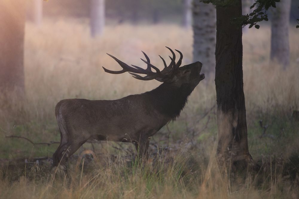 Фотография автора Ernestas Balcikonis
