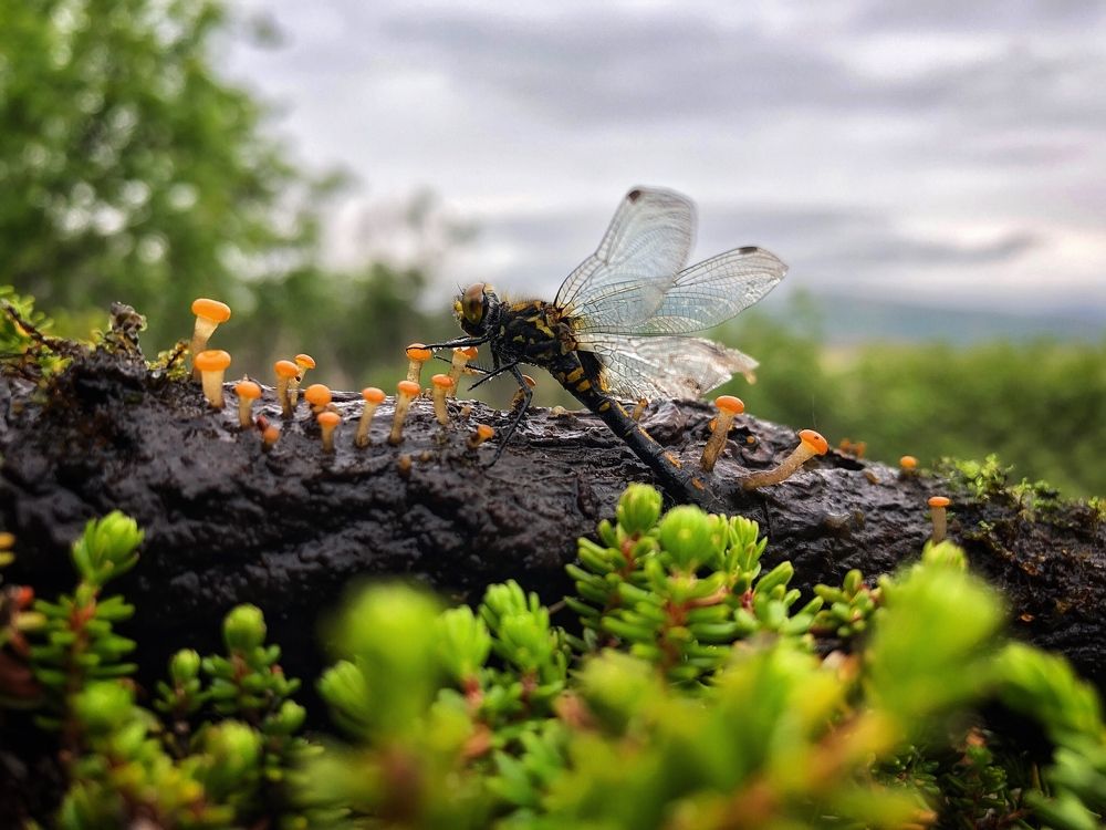 Photograph by Оксана Шеховцова