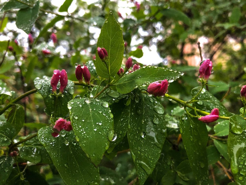 Photograph by Оксана Шеховцова