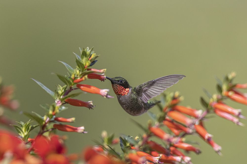Фотография автора Clement Roy
