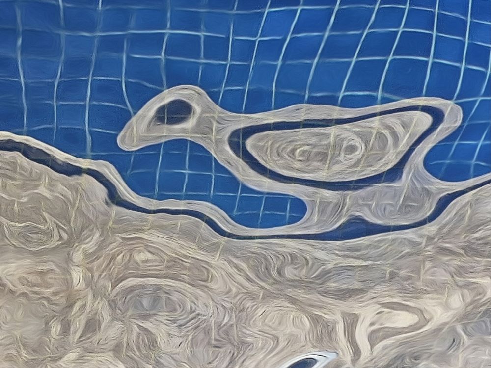 Shadows in the pool  (Sombras na piscina)