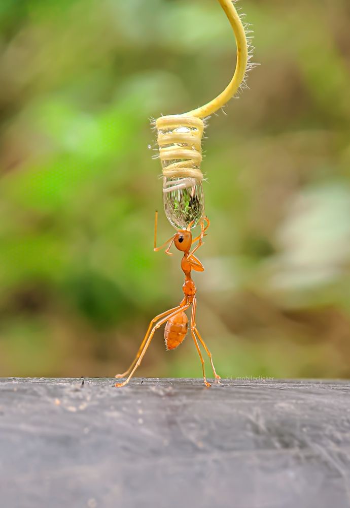 Thirsty Ant