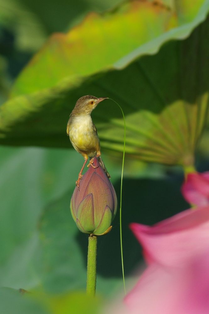 Birds and lotus flowers