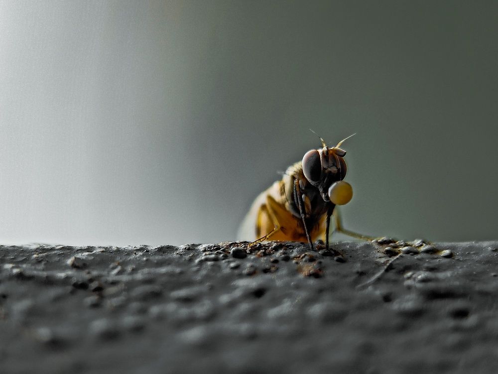 Photograph by Shahriyer Rashid Shuvo