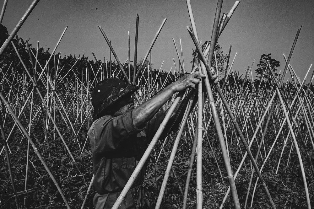 Photograph by Hieu Phan