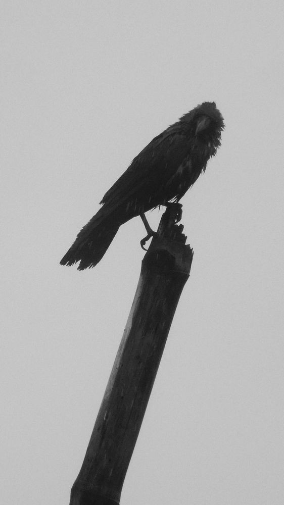 Common Raven