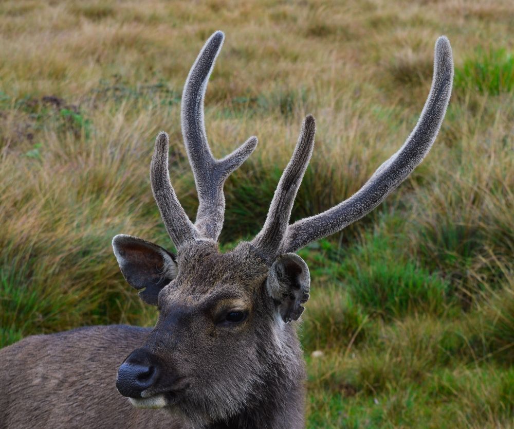 Photograph by Chathurange Weerasinghe