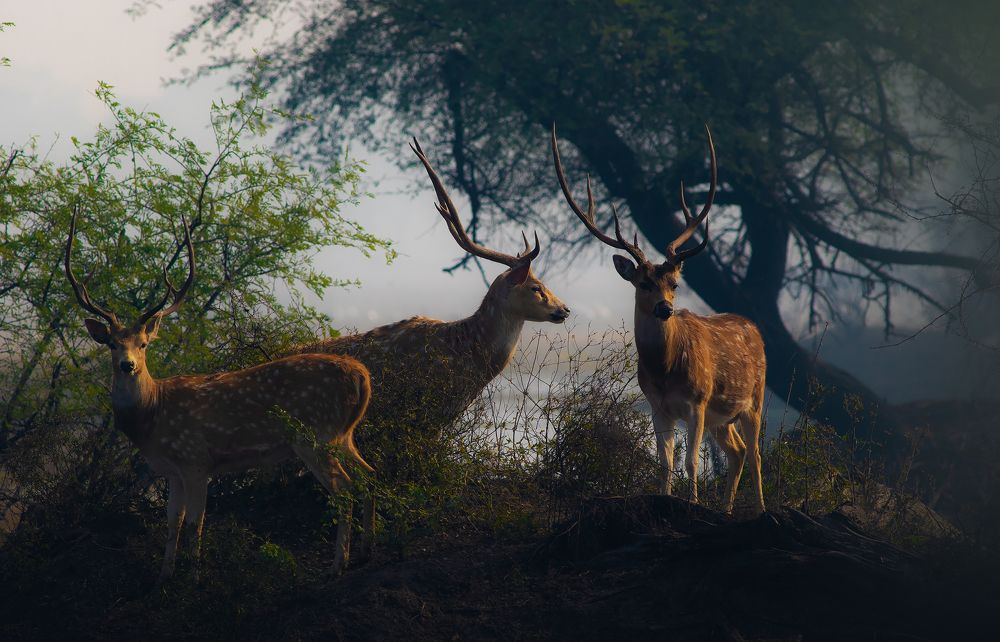 The three horned musketeer