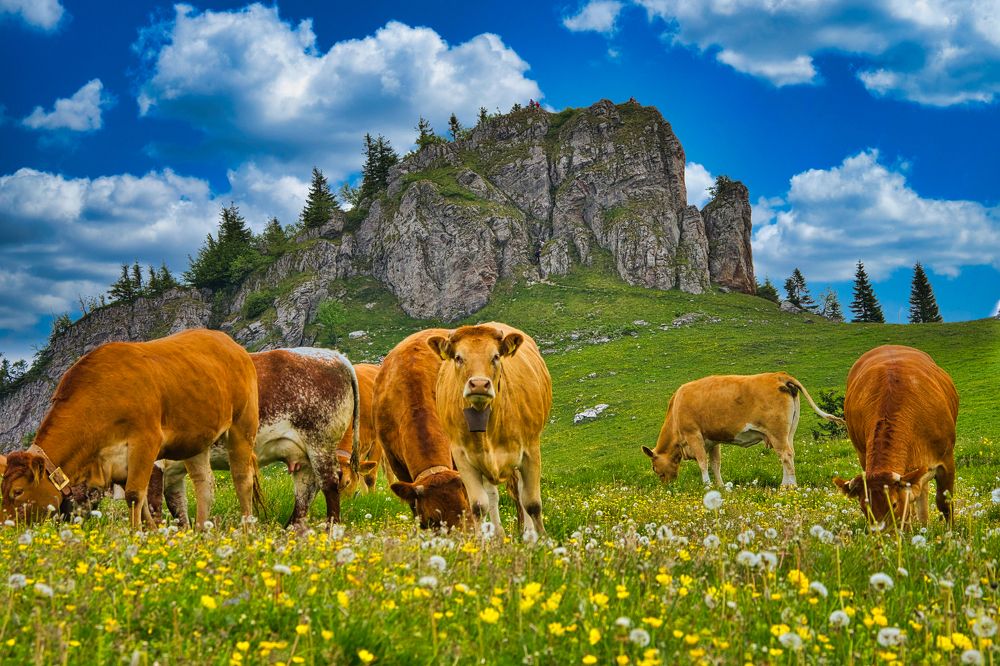 Photograph by Martin Majling