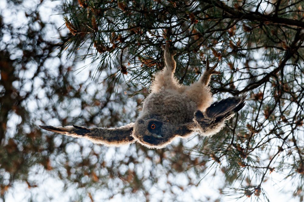 Совёнок учится летать