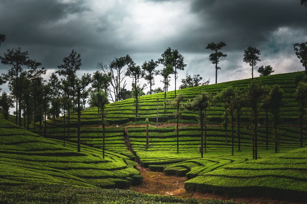 Tea Gardens Of Valparai
