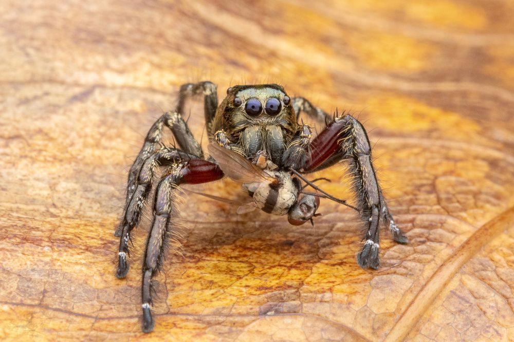 Hyllus Diardi With Fly