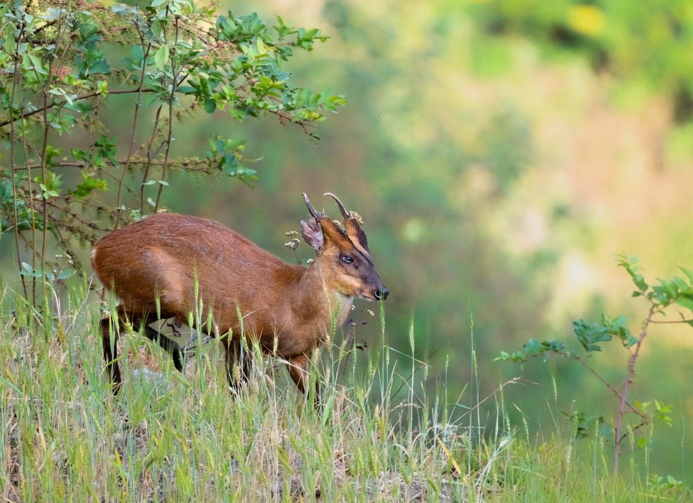 Photograph by Bibhas Deb