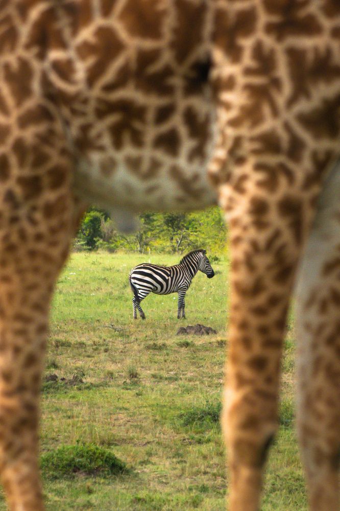 Zebra in Giraffe's Frame