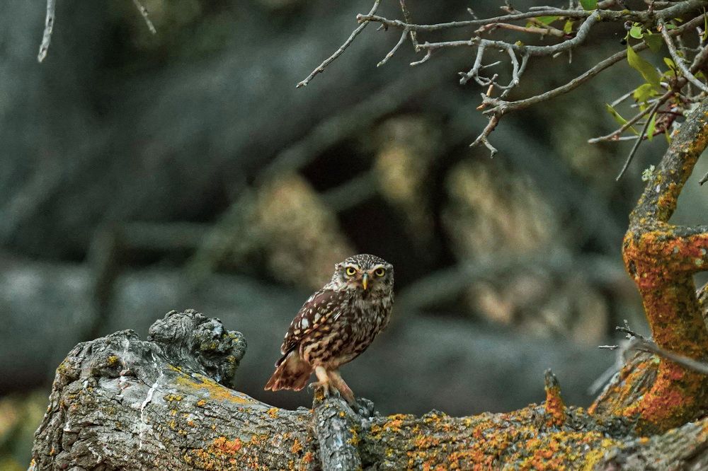 Фотография автора Jian Ma