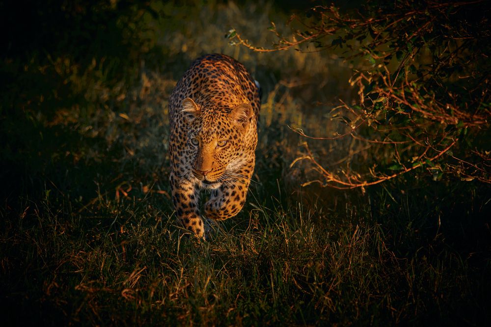 The Glory out of bushes