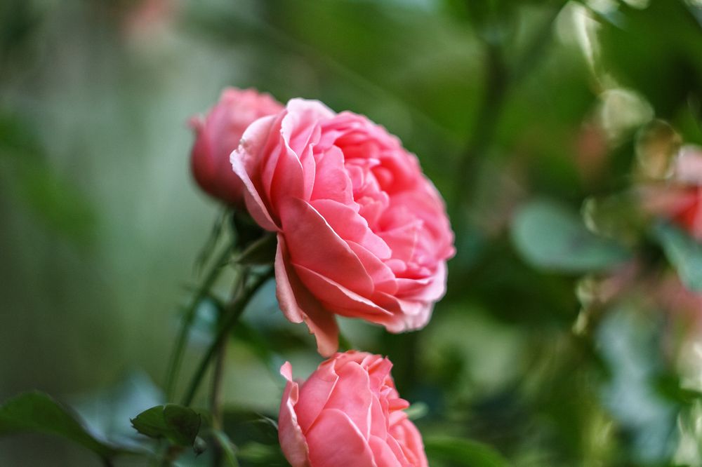 Photograph by Алексей