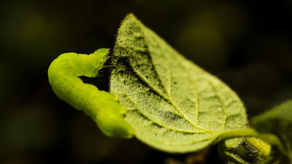 Photograph by Hillel Shatz