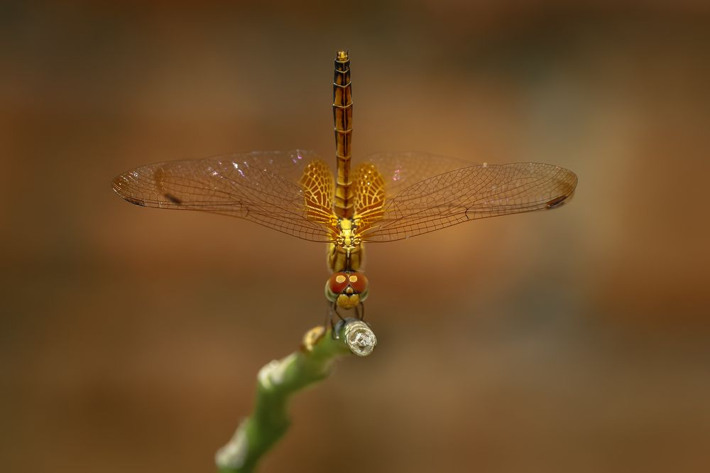 Gymnastic Dragon Fly