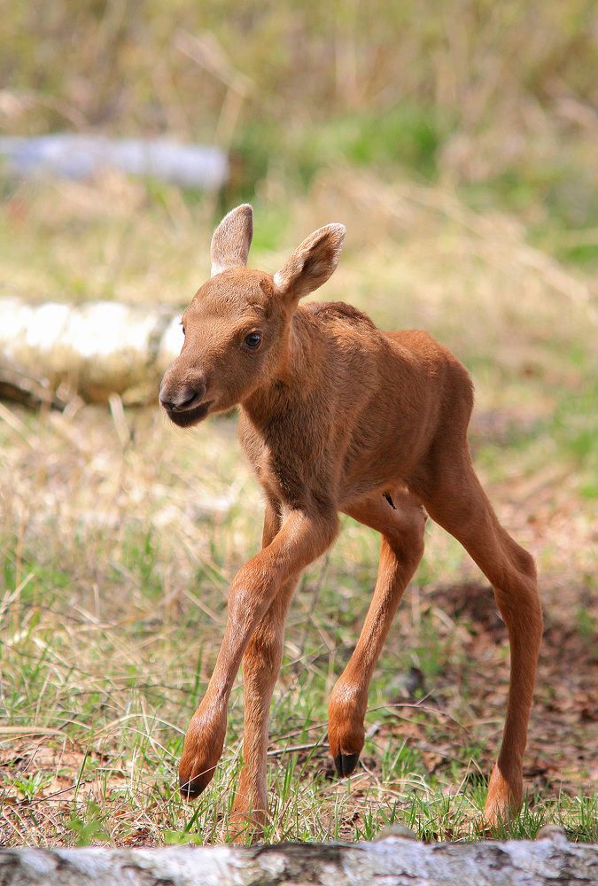 Фотография автора Михаил Крюков