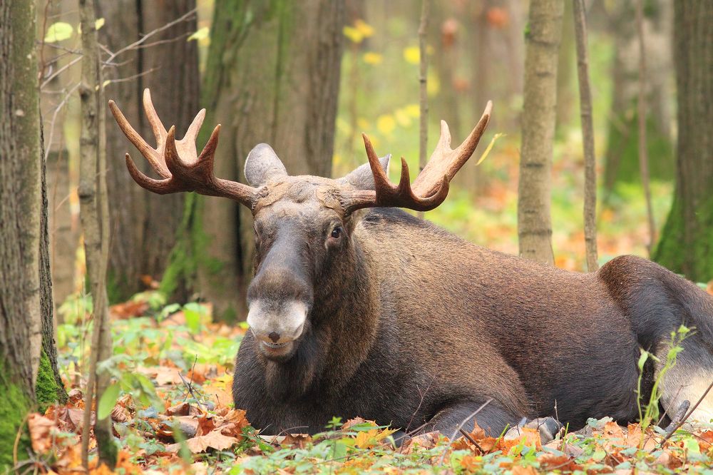 Фотография автора Михаил Крюков
