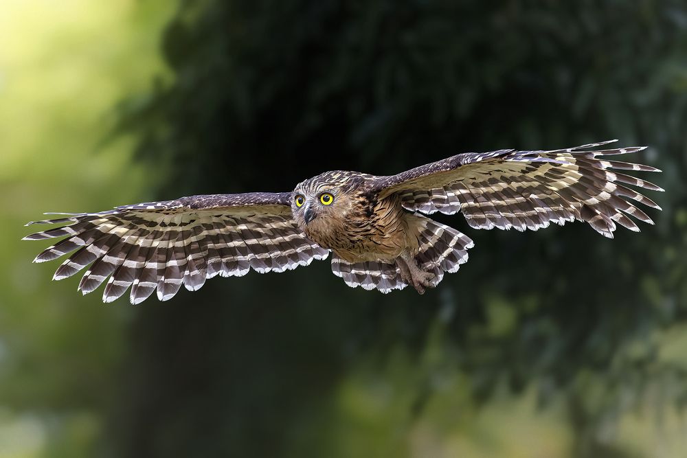 Buffy Fish Owl in flight
