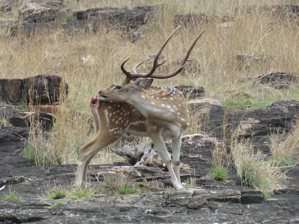 Spotted Deer / Chital