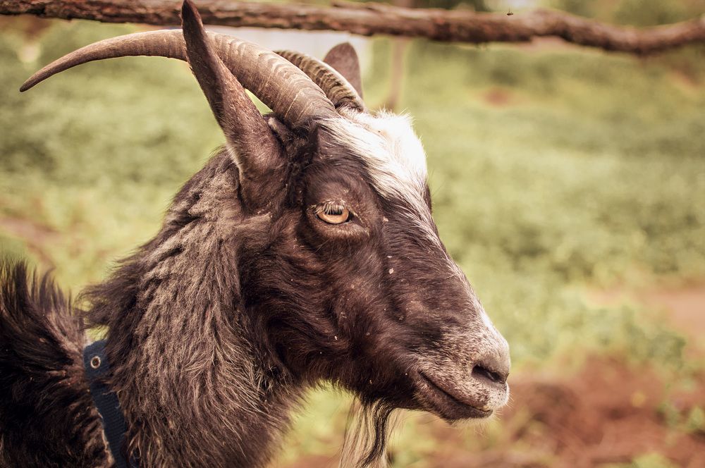 Козлик Андрей