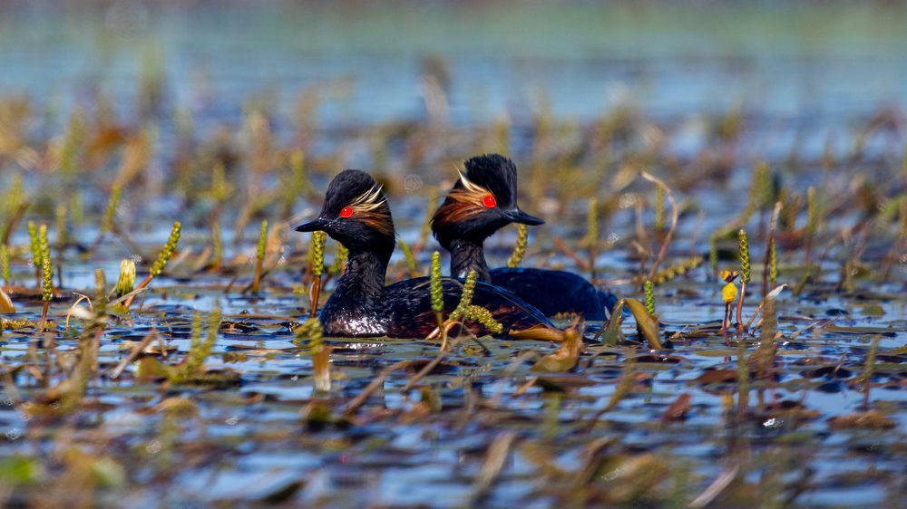 Photograph by crashfil