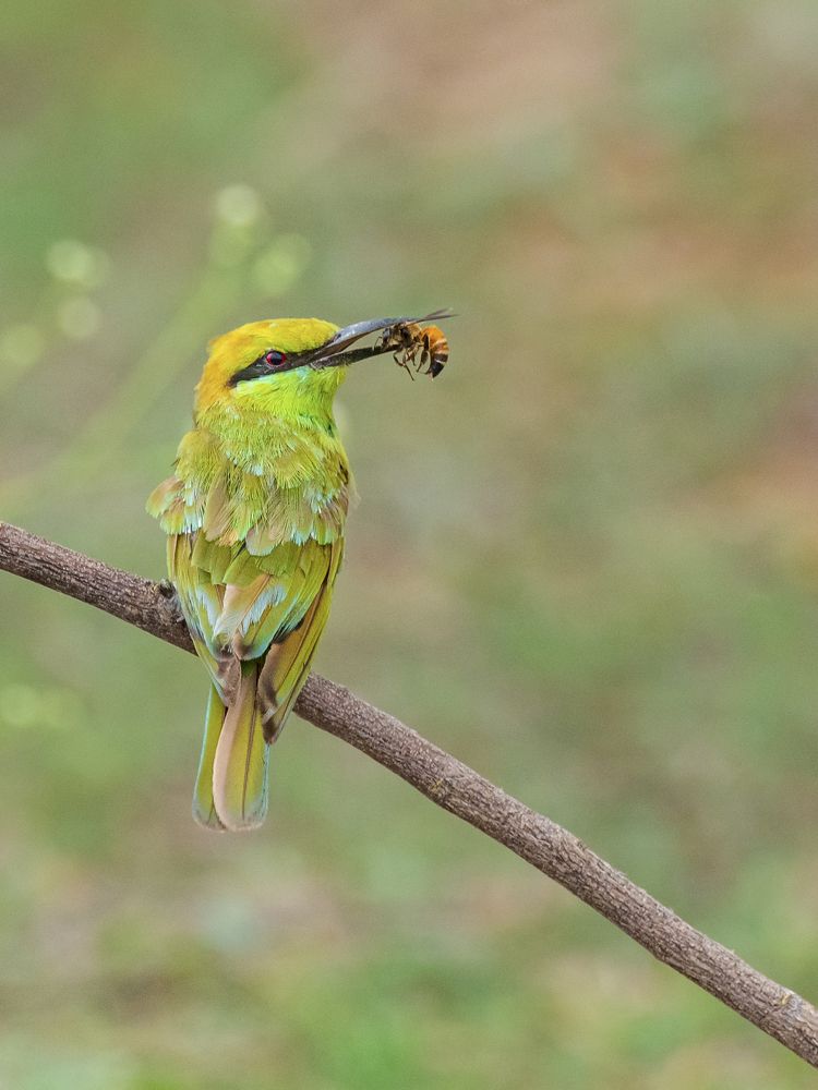 Photograph by Suman Paul