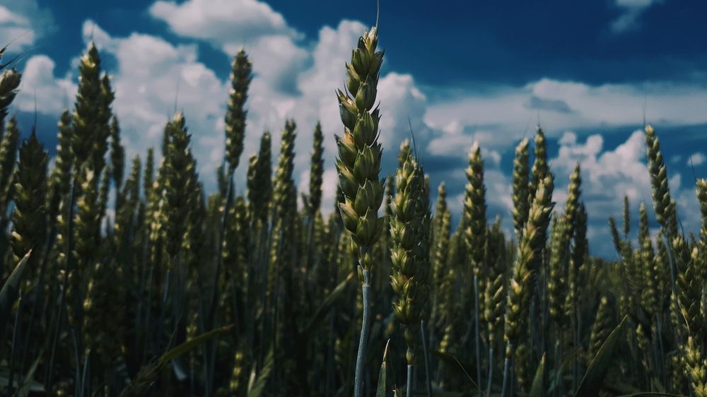 Photograph by Алёна Бондаренко