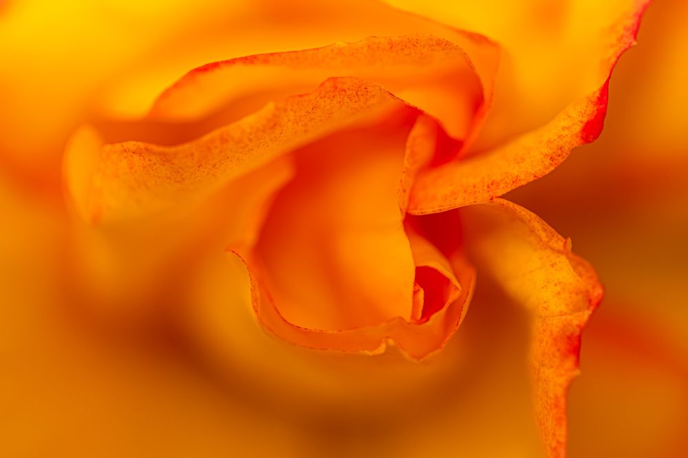 Need You so Much Closer