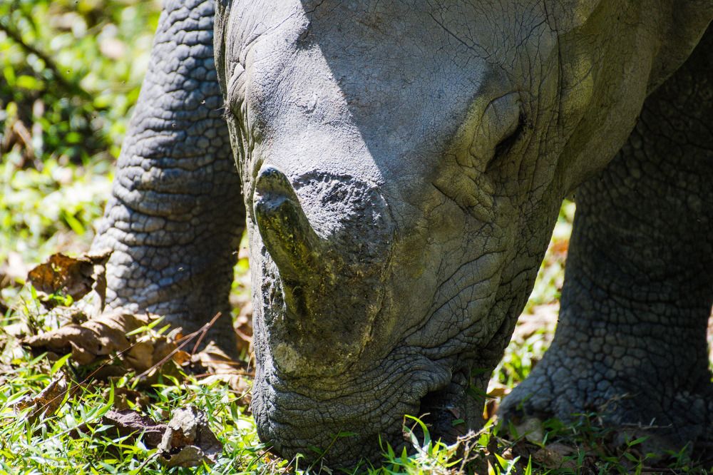 Photograph by Dipayan Debbarma