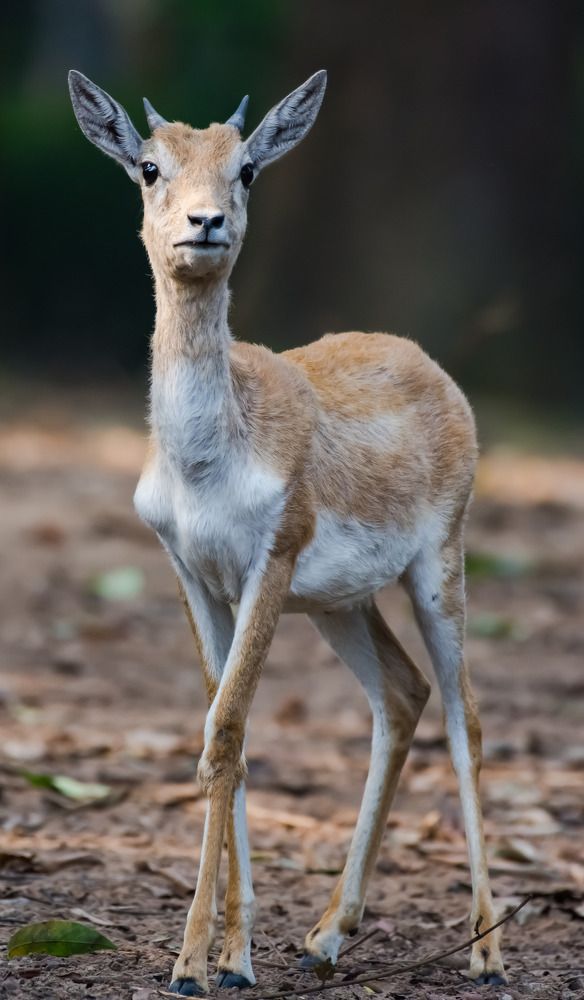 Photograph by Dipayan Debbarma